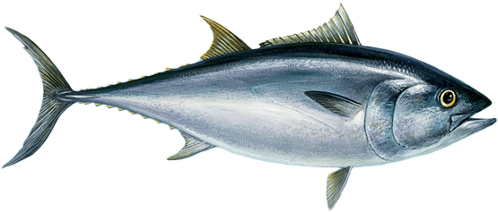 Bluefin Tuna