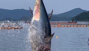 Pacific Bluefin Tuna: Full Cycle Aquaculture (Bonafide Report) | Bonafide